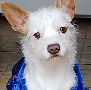 Meet your Posher, Lametra